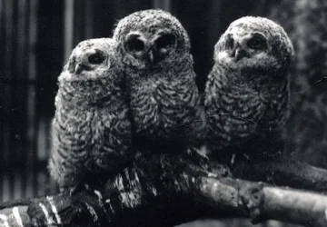 Three young Tawny Owls sit on a branch